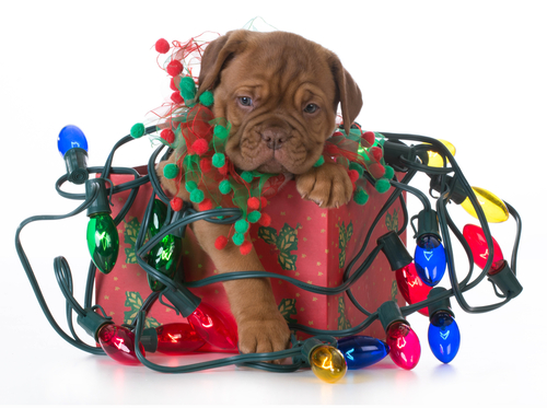 Keep Your Identity Wrapped Up During the Holidays